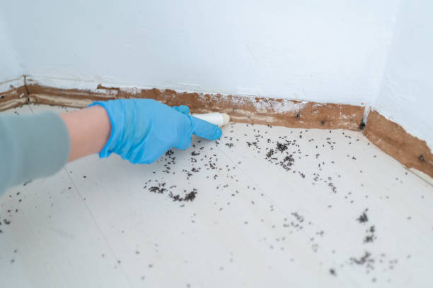 Wasp Removal Services in Oakwood Hills, IL